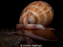 Phalium granulatum
Excavator from Korumar Bay in KUSADASI by Cumhur Gedikoglu 